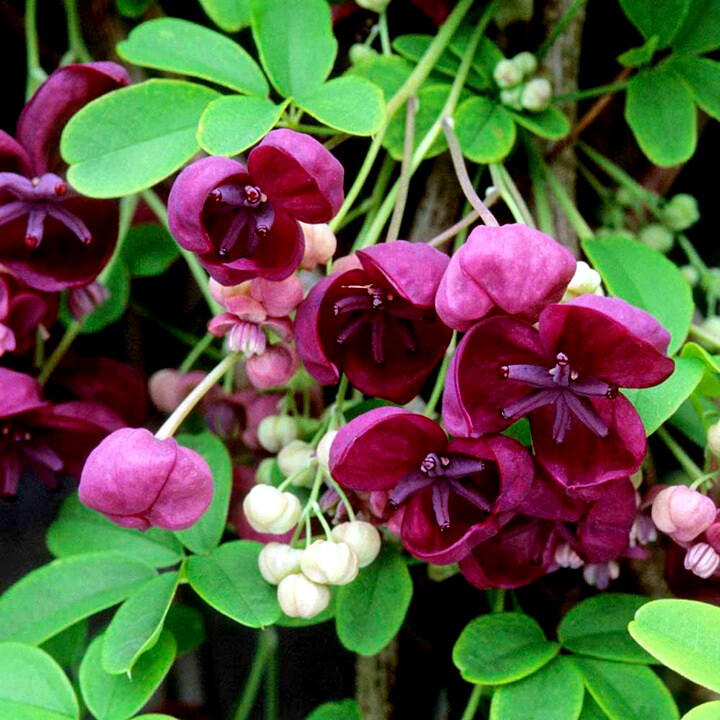 CHOCOLATE VINE SEEDS “3-LEAF” (A. trifoliata) Hardy Fruit Flower Climber Plant