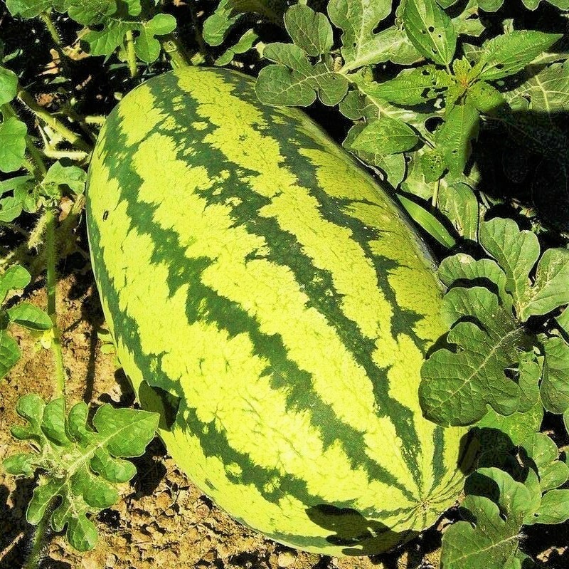 Jubilee Watermelon Seeds | Giant Sweet Green Striped Red Fruit Seed Fresh 2024