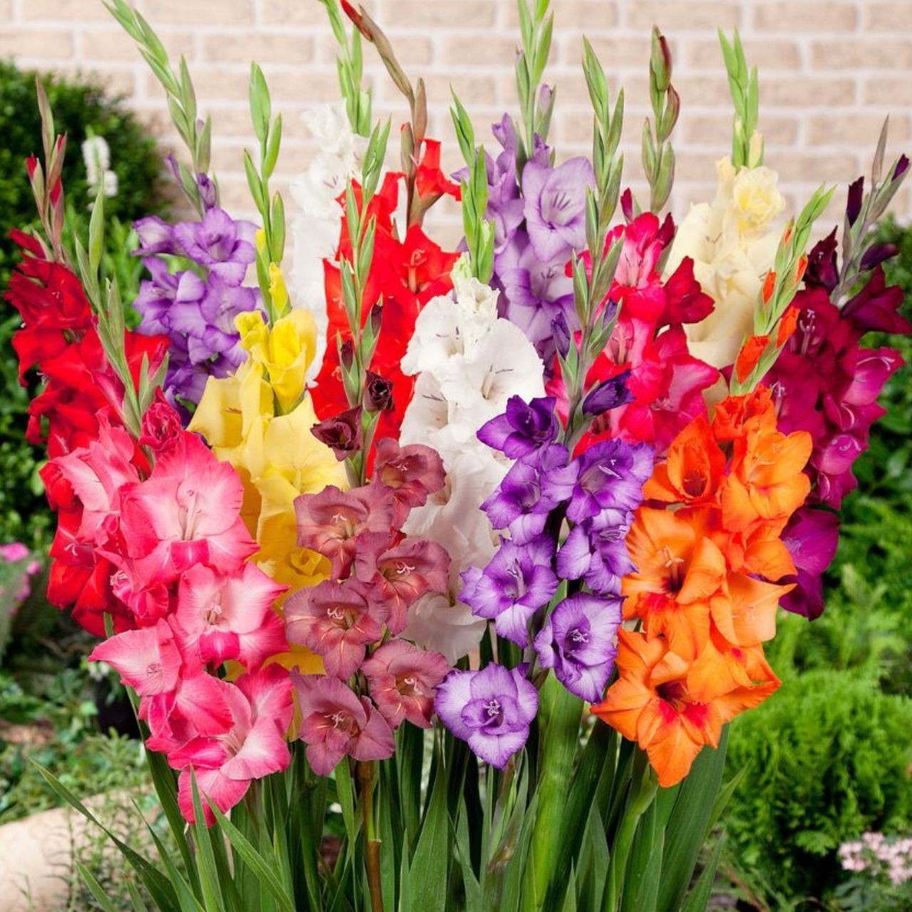 10 Gladiolus Flower Bulbs-Spectacular Rainbow Mix(Pack of 10 Lrg Bulbs)Zone 3-10
