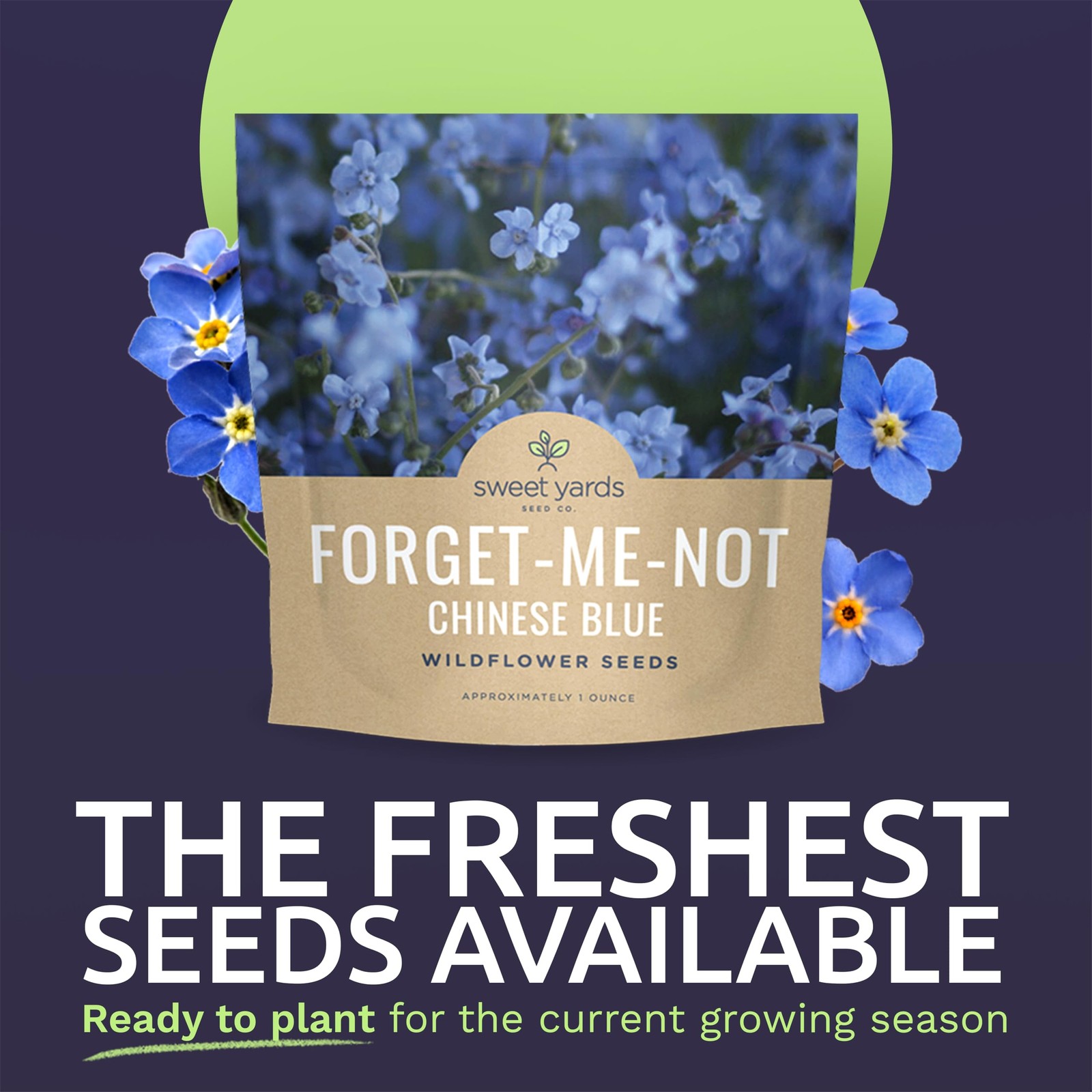 Chinese Forget Me Not Wildflower Seeds Bulk 1 Ounce Packet Over 5,500