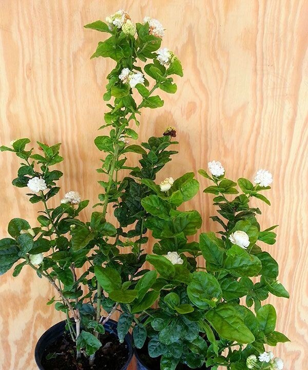 Grand Duke of Tuscany Jasmine~Jasminum Sambac~~SMALL Rooted STARTER Plant~