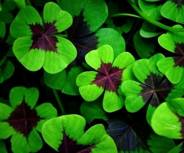 Pack of 15 Gorgeous Iron Cross Shamrock Oxalis Tetraphylla Bulbs