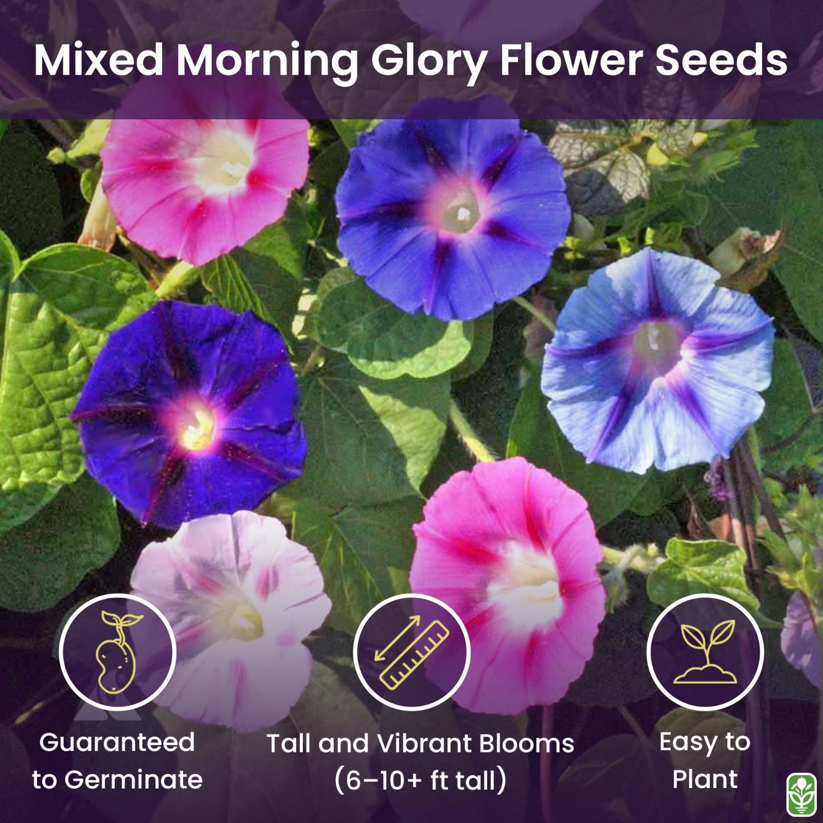 Mixed Morning Glory Seeds – Blue, Purple, White, Rose Climbing Vines – Attracts
