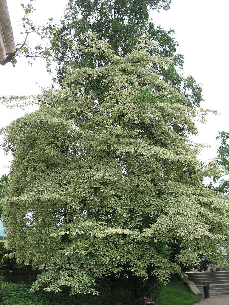 Giant Dogwood, Cornus controversa, Tree Seeds