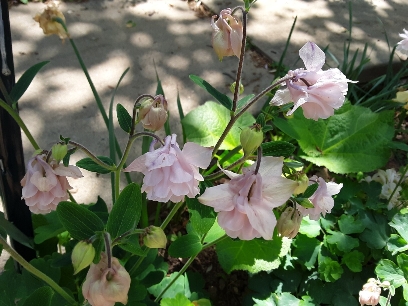 100+ Rare Light Pink Multi Layer Columbine Perennial Flower Seeds.