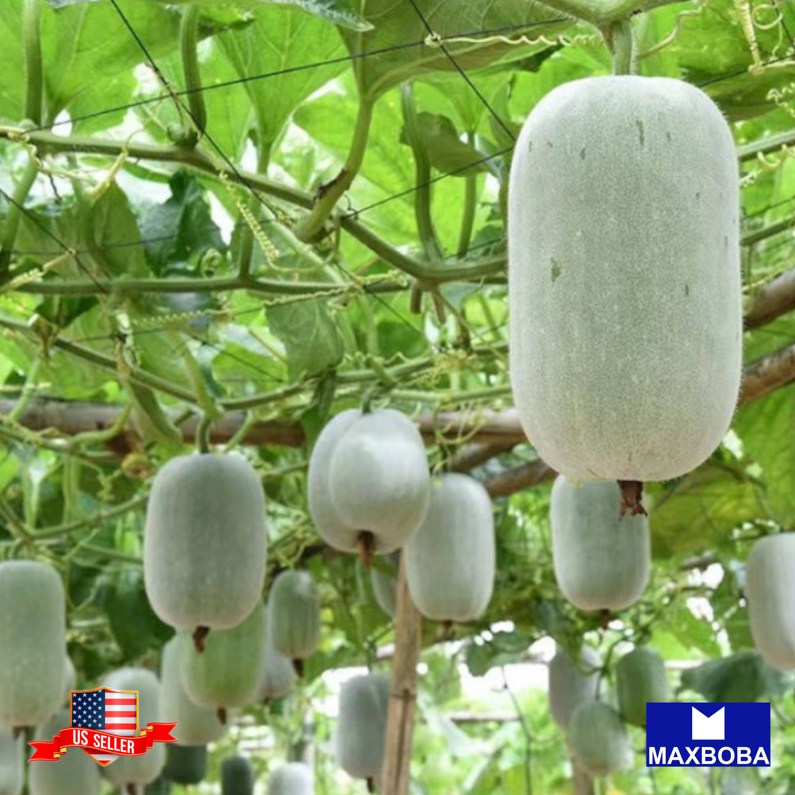 Gourd Seeds Giant Wax Heirloom Vegetable Non-GMO