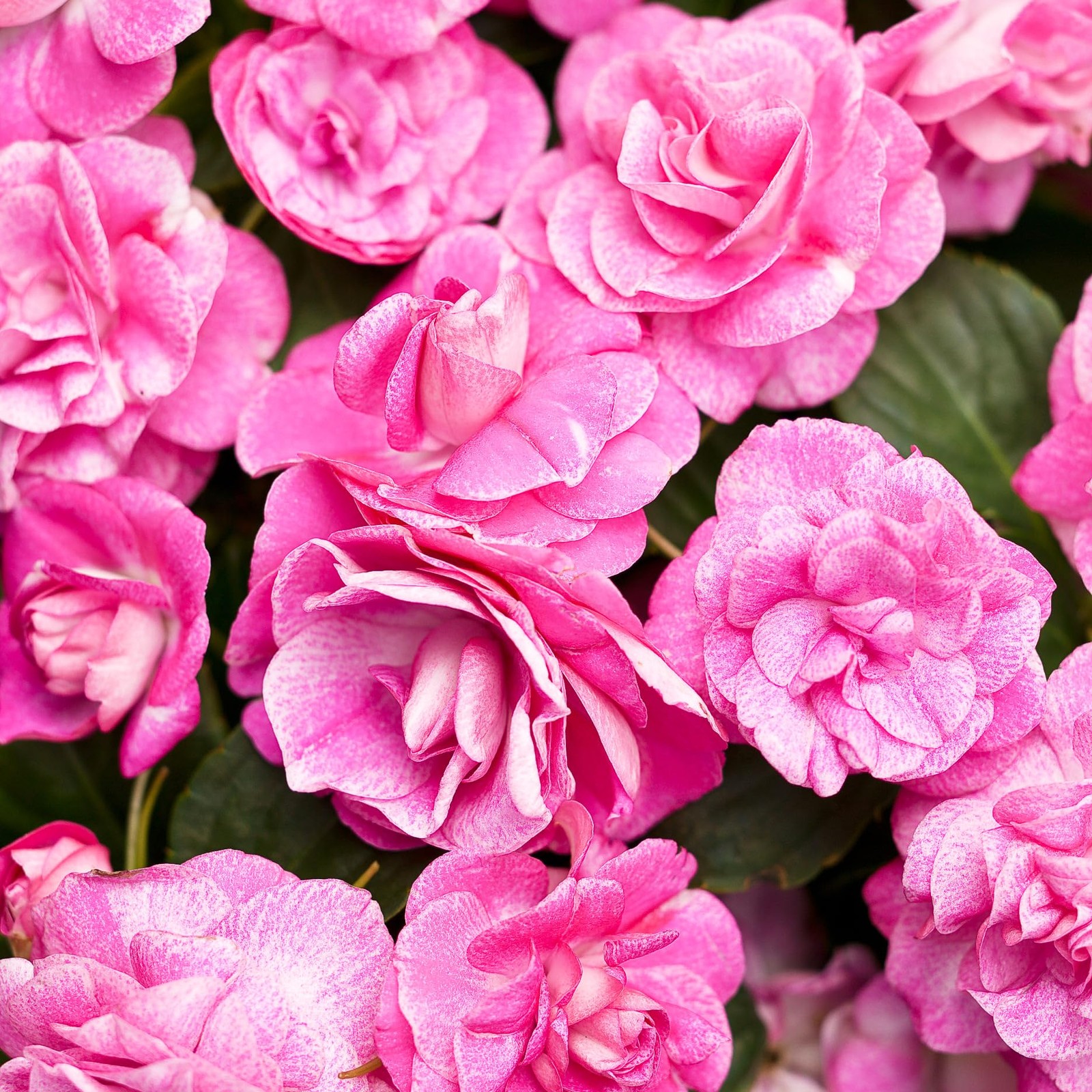 Impatiens Mixed Seeds 500+ for Planting Outdoor – Shade Tolerant Flowers