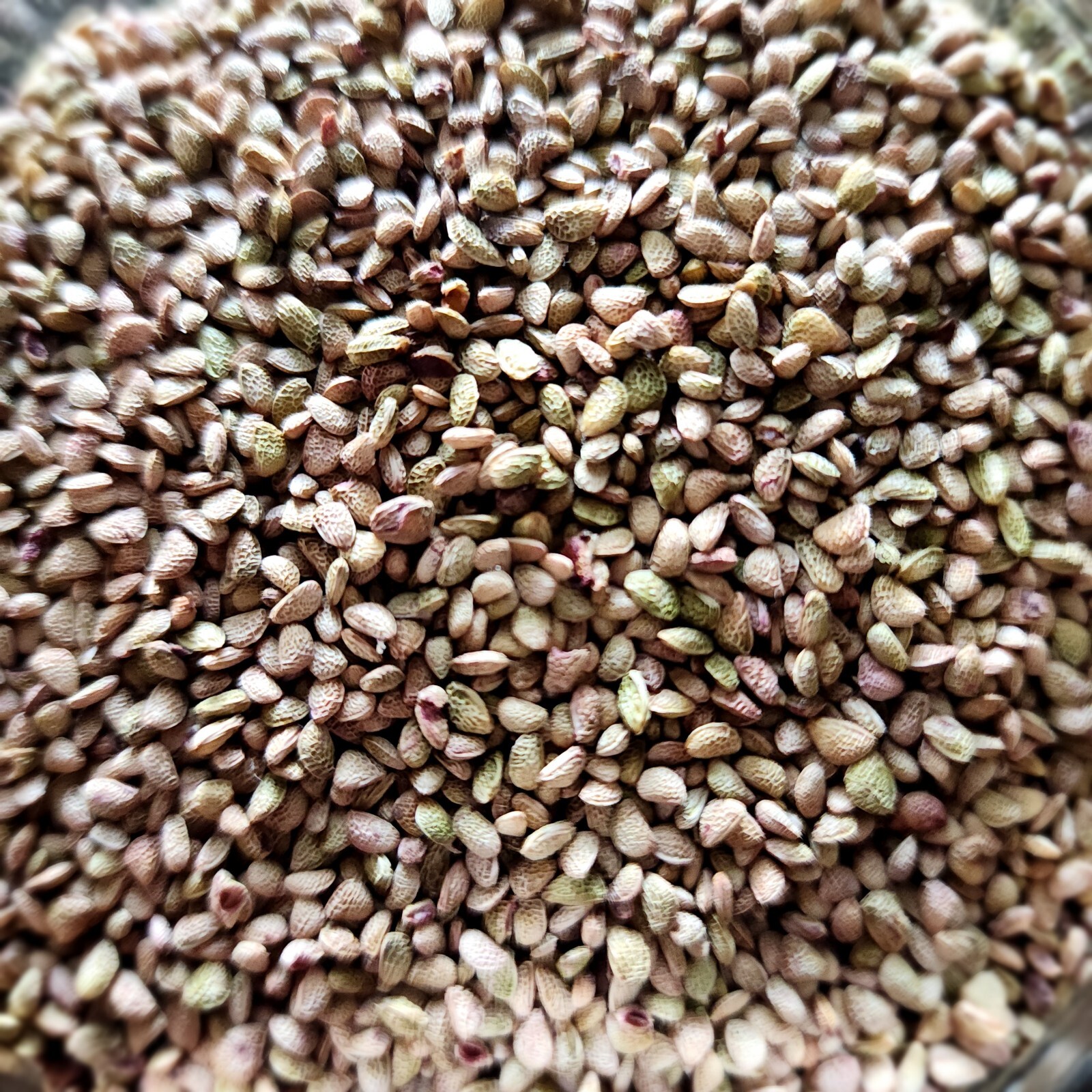 Thornless Blackberry Seeds (50)