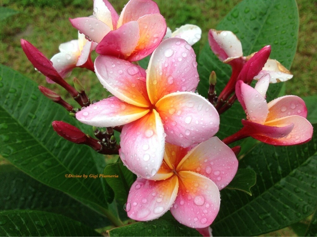 Dwarf ROOTED PLUMERIA PLANT (pizzazz ) PINK WITH MULTI TIP