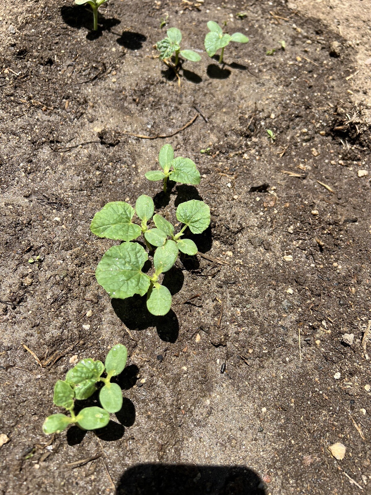 20+Premium Sweet honey melon Seeds 20多粒顶级绿皮绿瓤甜瓜，香瓜种子. 2023年产新种
