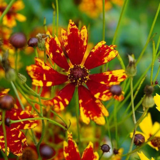 Coreopsis RADIANA TIGRINA Dwarf 12″ Deer/Rabbit Resistant Non-GMO 200 Seeds