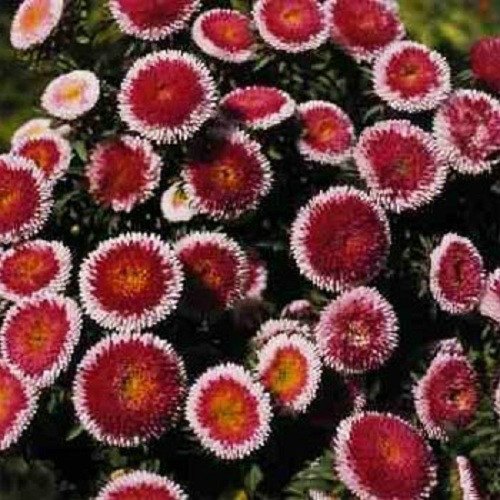 100 Aster Seeds Callistephus Pompon Hi No Maru FLOWER SEEDS