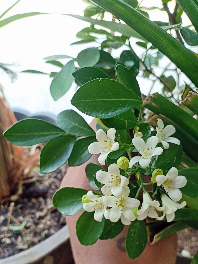 Murraya paniculata | Short Variety | Dwarf Orange Jasmine | 10 Seeds