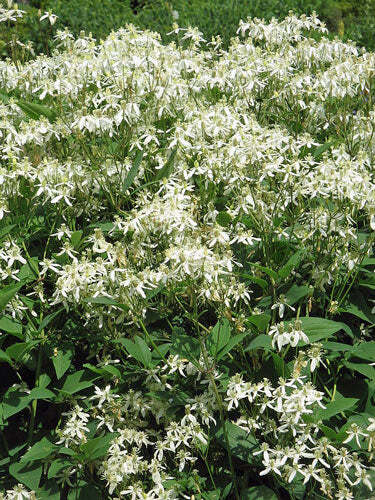 Clematis recta | Upright Clematis | Ground Virginsbower | 10 Seeds