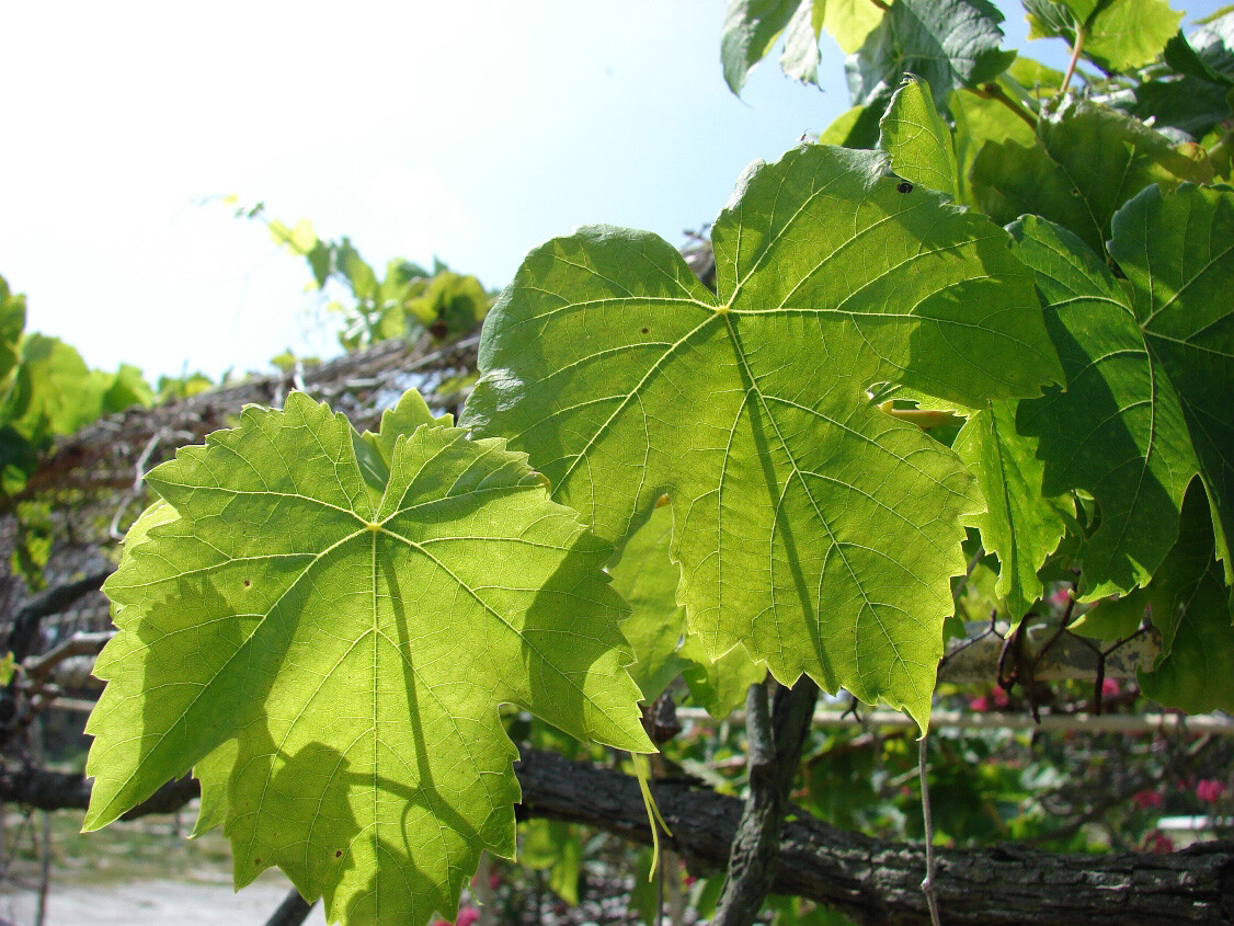 Wine Grape, Vitis vinifera, Vine Seeds