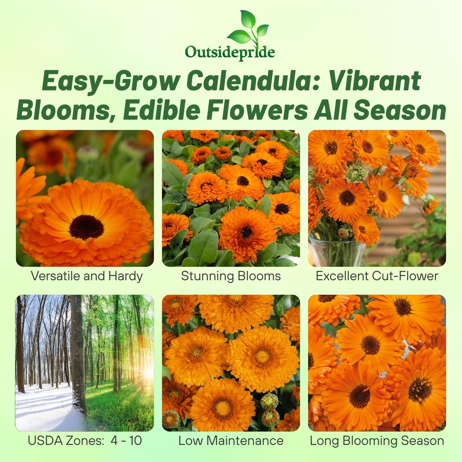 2000 Seeds Pot Marigold Seeds Drought Resistant Calendula Officinalis