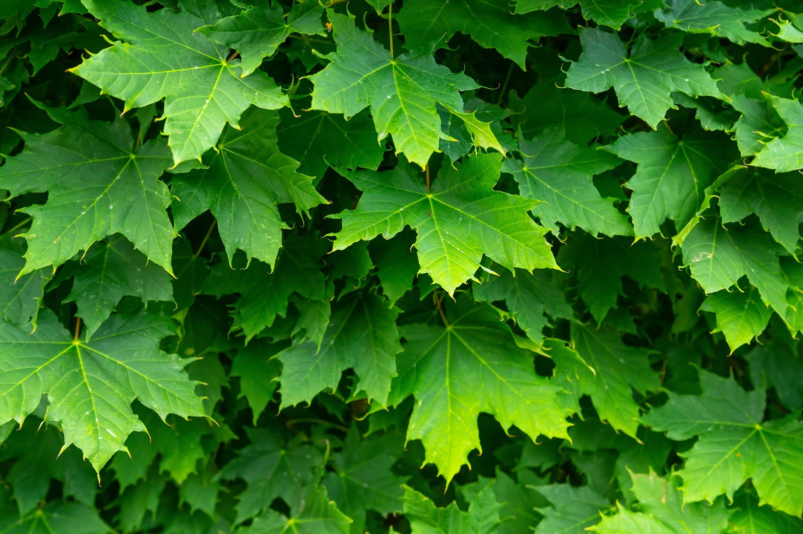 25 SUGAR MAPLE SYRUP TREE Native Rock Fall Color Acer Saccharum Seeds *Comb S/H