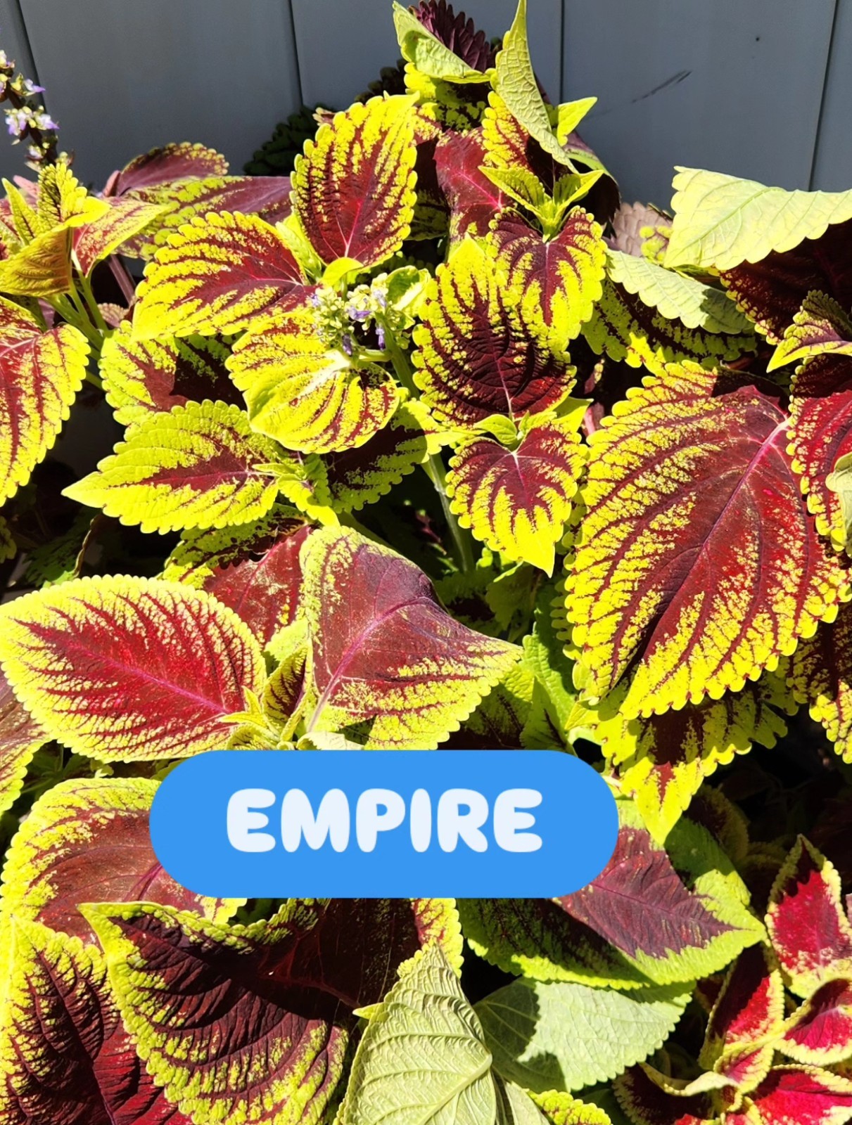 JIM’s CHOICE 8 PACK COLORFUL COLEUS SEEDS FREE SHIPPING