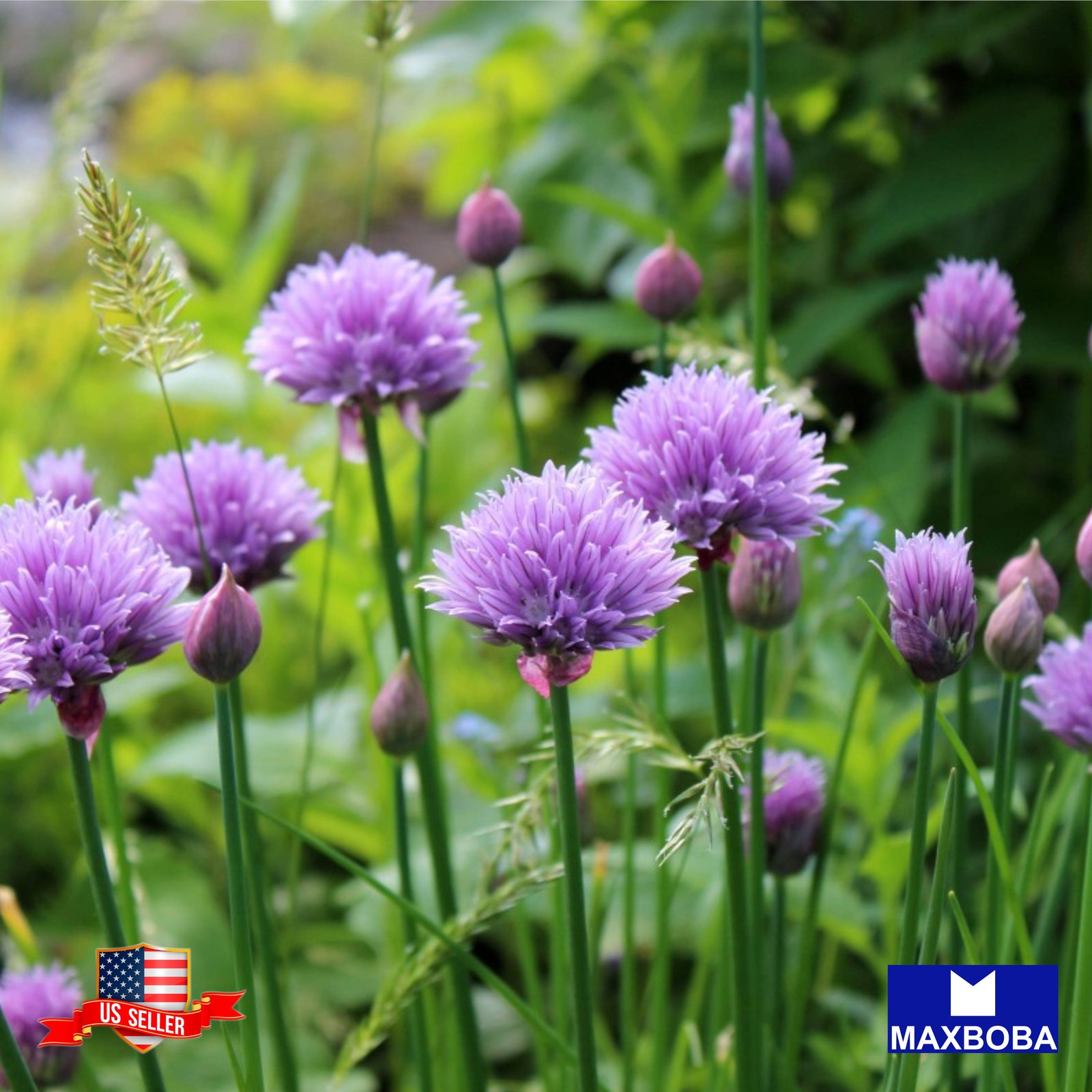 450 Chives Seeds Non-GMO Heirloom