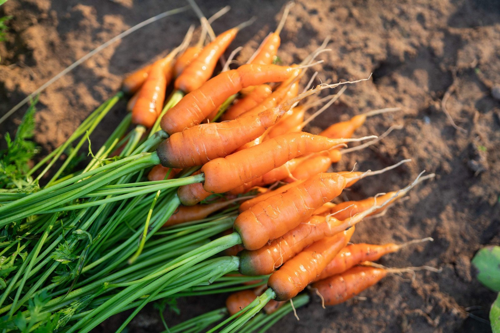 1500 LITTLE FINGERS CARROT Daucus Carota Vegetable Seeds