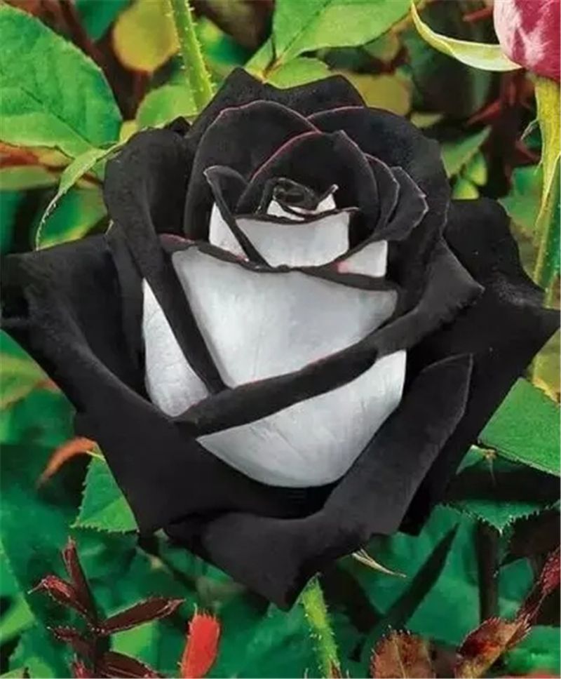 20 EXOTIC RARE BLACK ROSE SEEDS home garden flower plant bush diy sun Rosas tea