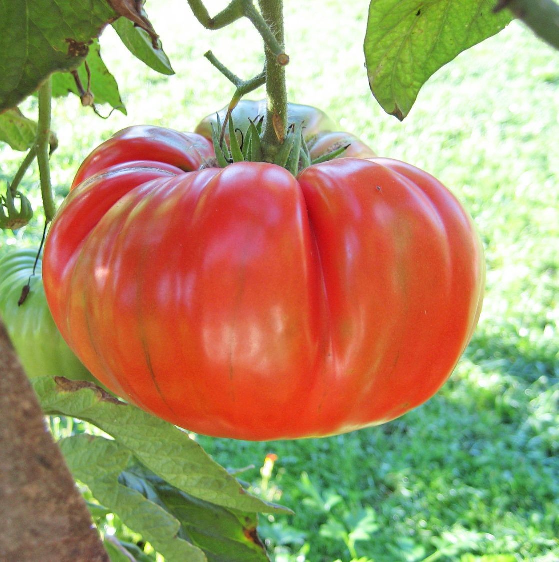 100 Heirloom Red Ponderosa Beefsteak Tomato Seeds – Amazing 1-2LB Indeterminate