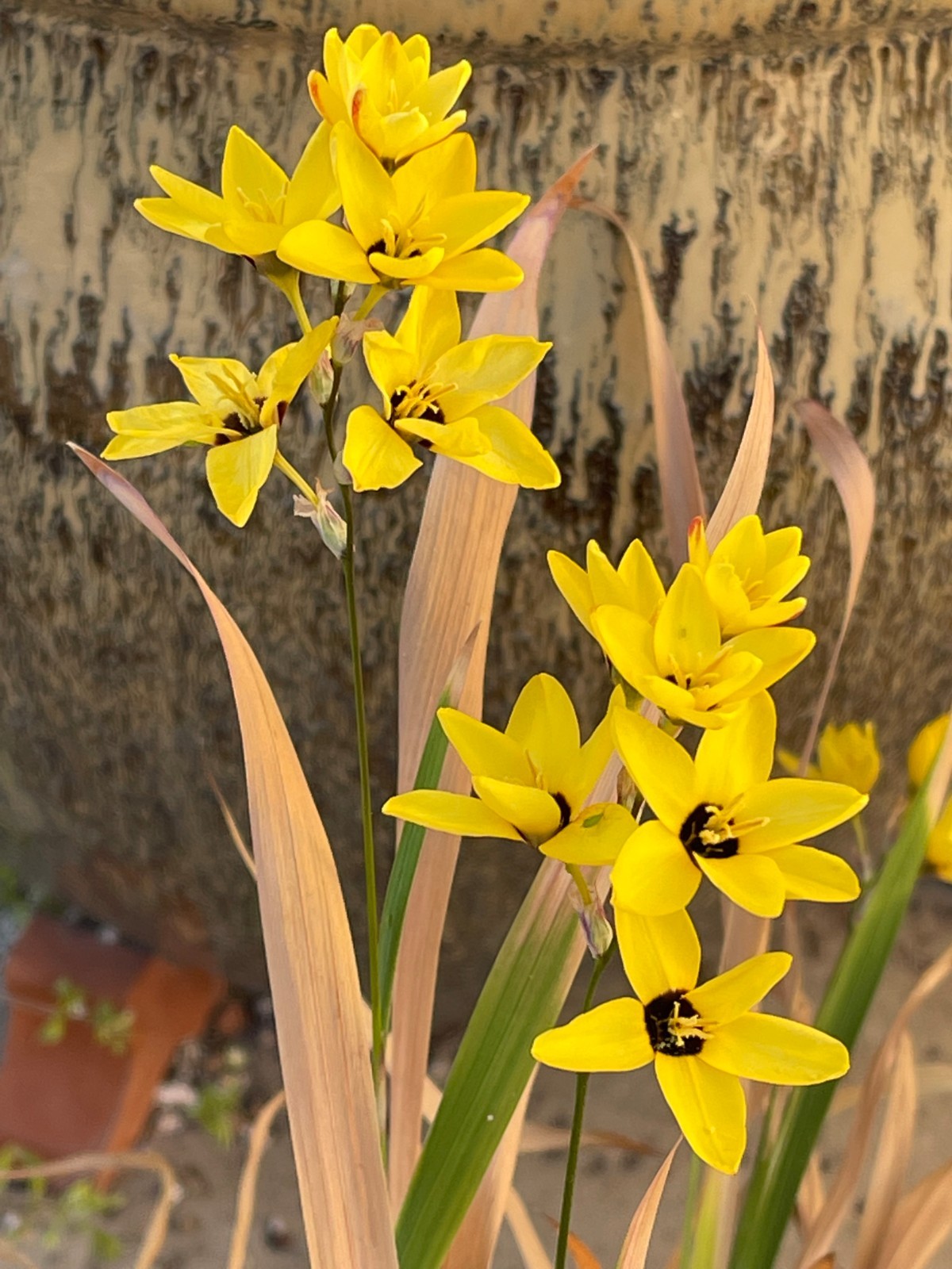 Bulbs C, CHOOSE 2: Ixia curta, longituba, maculata, etc., more