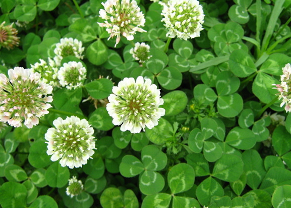 1/4 LB Dutch White Clover Seeds Lawn Food Plot Bees