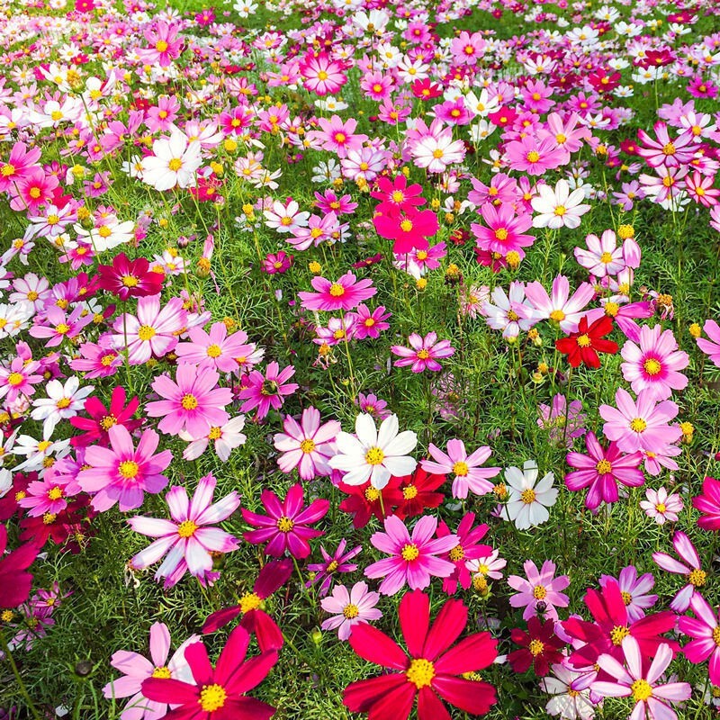 100+Dwarf Cosmos Seeds Mix Mexican Aster Colorful Garden Cosmos Flowers USA