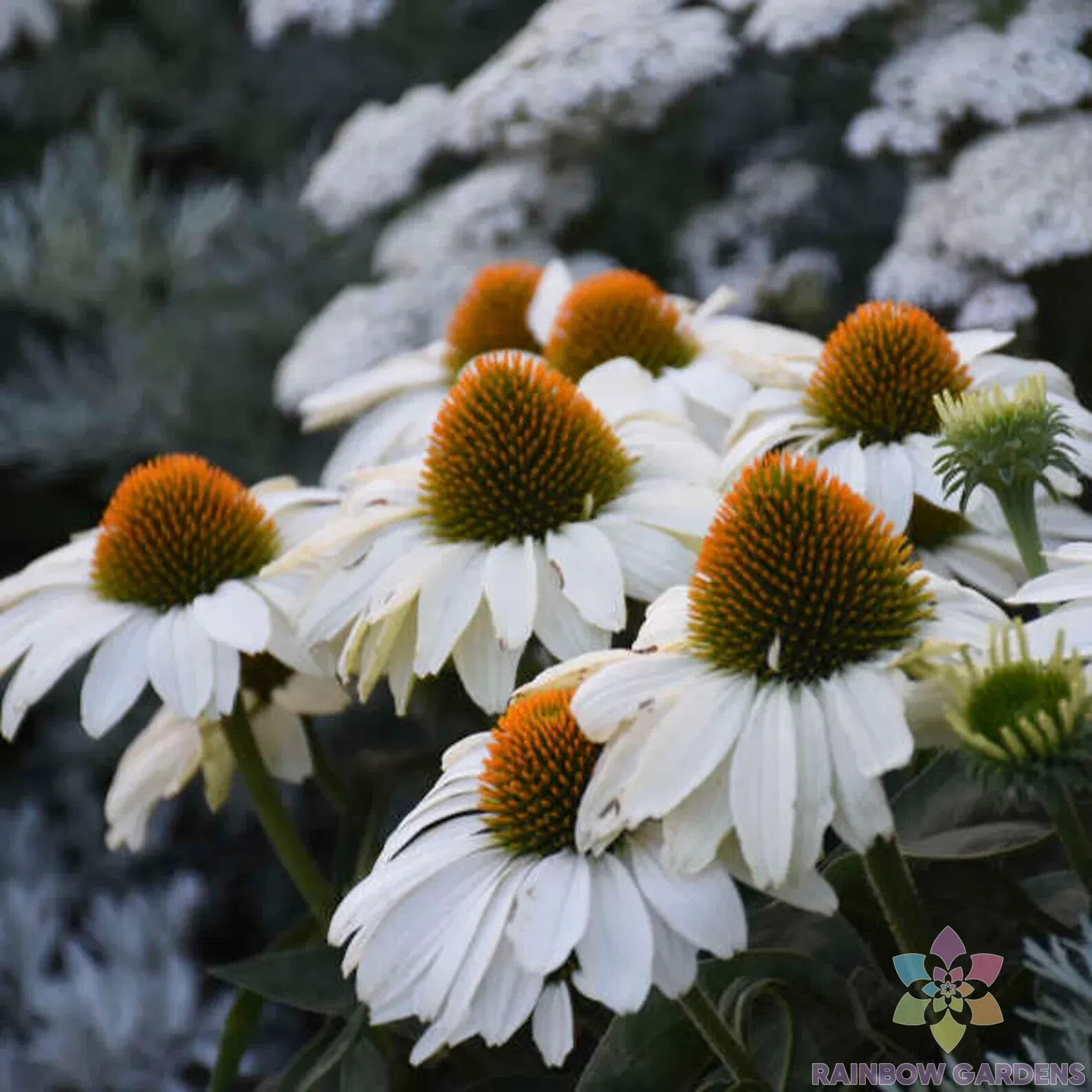 200+ White Swan Coneflower Rudbeckia Seeds for Garden – USA – FREE SHIPPING!