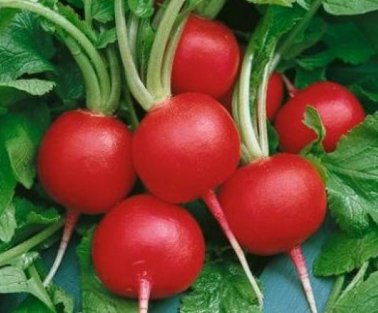 50 FRESH RADISH CHAMPION SEEDS FREE USA SHIPPING