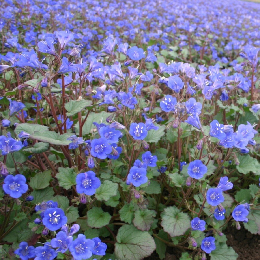 California Bluebell Seeds Desert Bluebell Phacelia Flowers Bulk 5,000 To 20,000