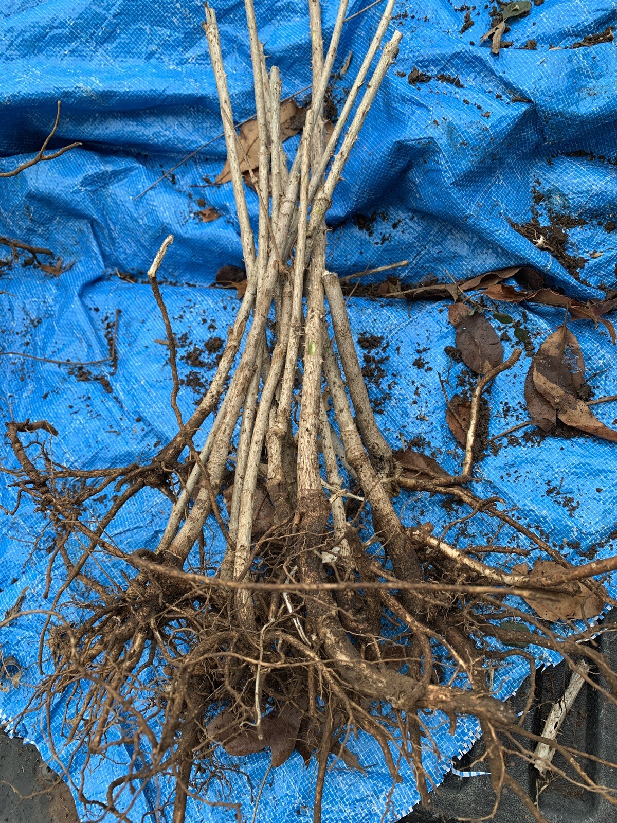 12-24 inches tall Aralia spinosa American Angelica Tree DEVIL’S WALKINGSTICK