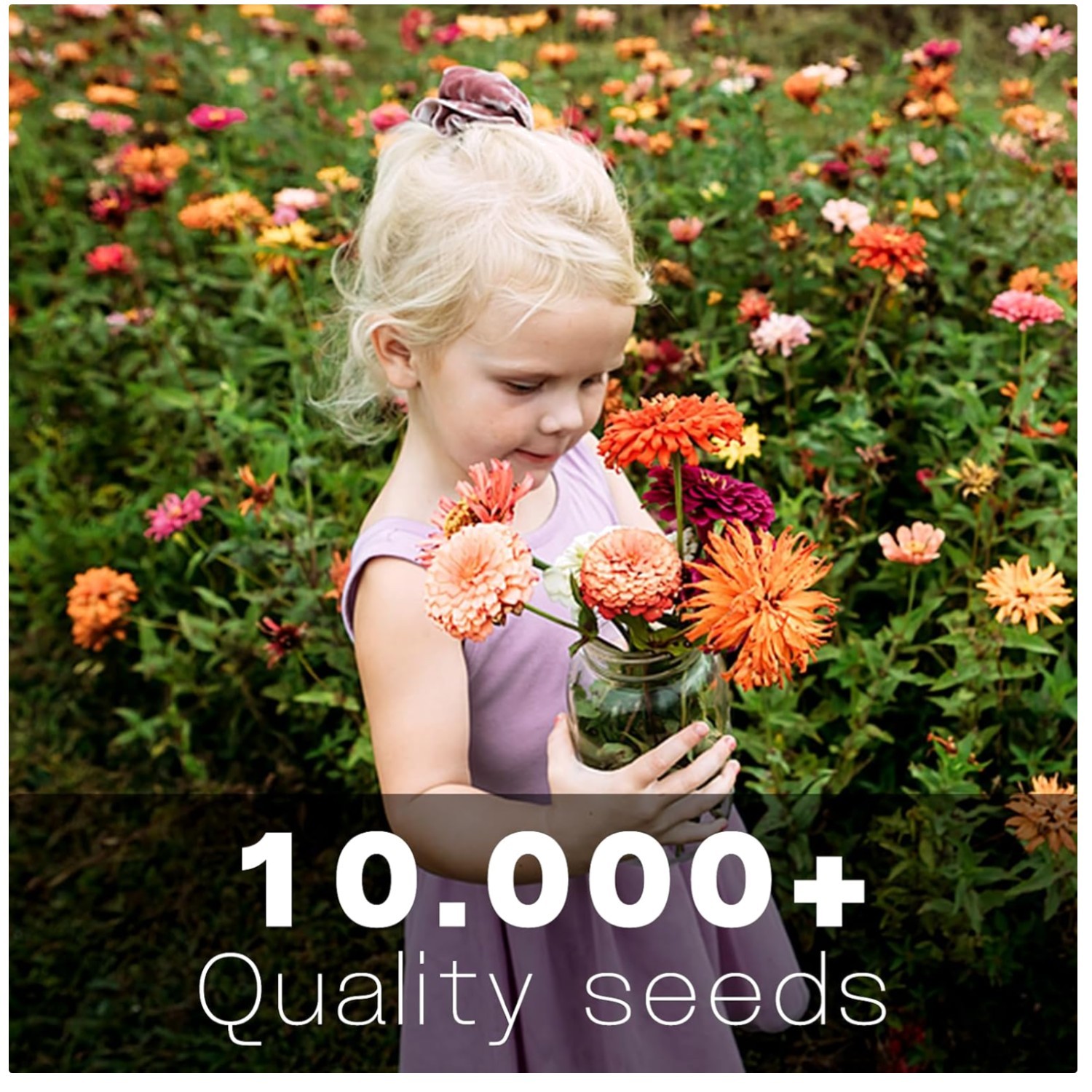 Zinnia Seeds Bulk 10,000+ | Mixed Colors | High Germination