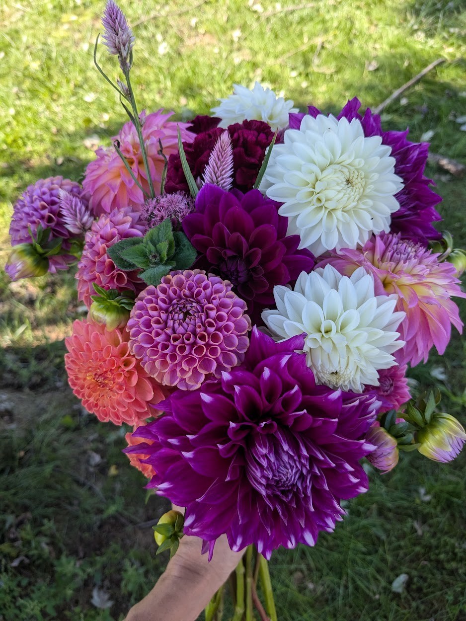 Dahlia tubers bulbs for planting – grown in Maryland