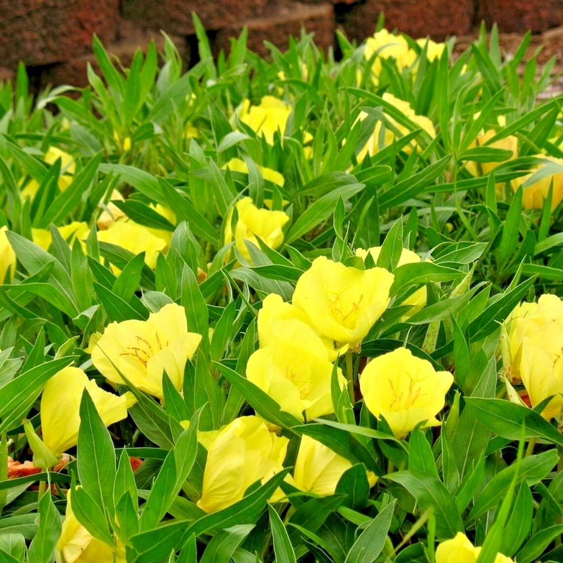 200+Dwarf MISSOURI EVENING PRIMROSE Flower Seeds Drought Groundcover Container