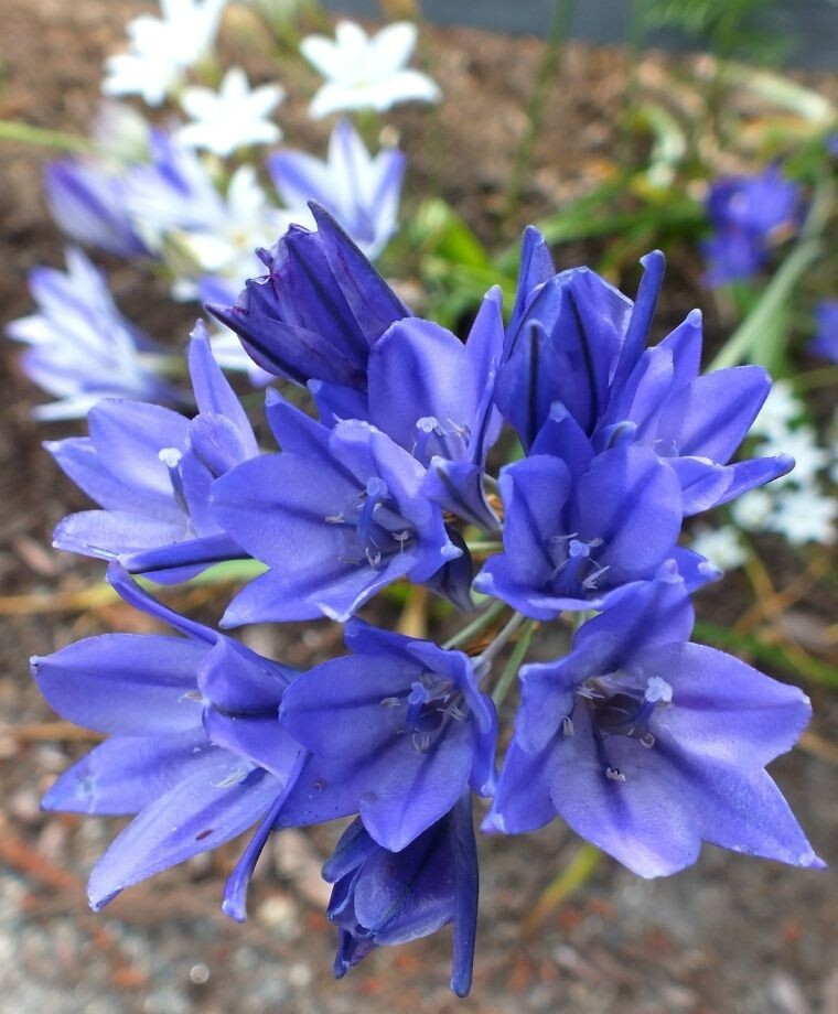 WILD BLUE HYACINTH FLOWER BULBS ~BRODIAEA ‘CORRINA’~ LATE SPRING/SUMMER BLOOMS!!