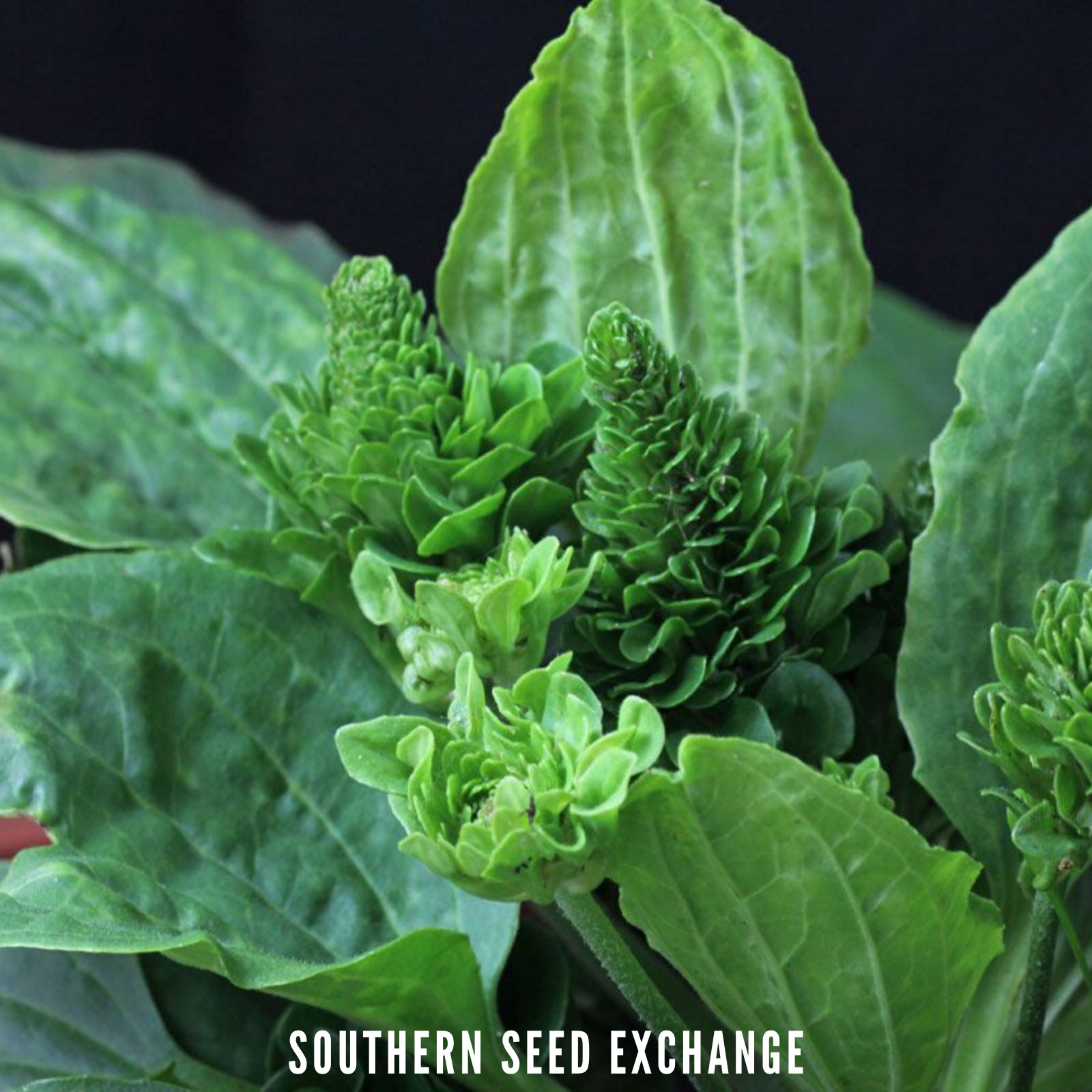 Plantain, Common – 100 Seeds – Culinary & Medicinal Herb (Plantago Major)