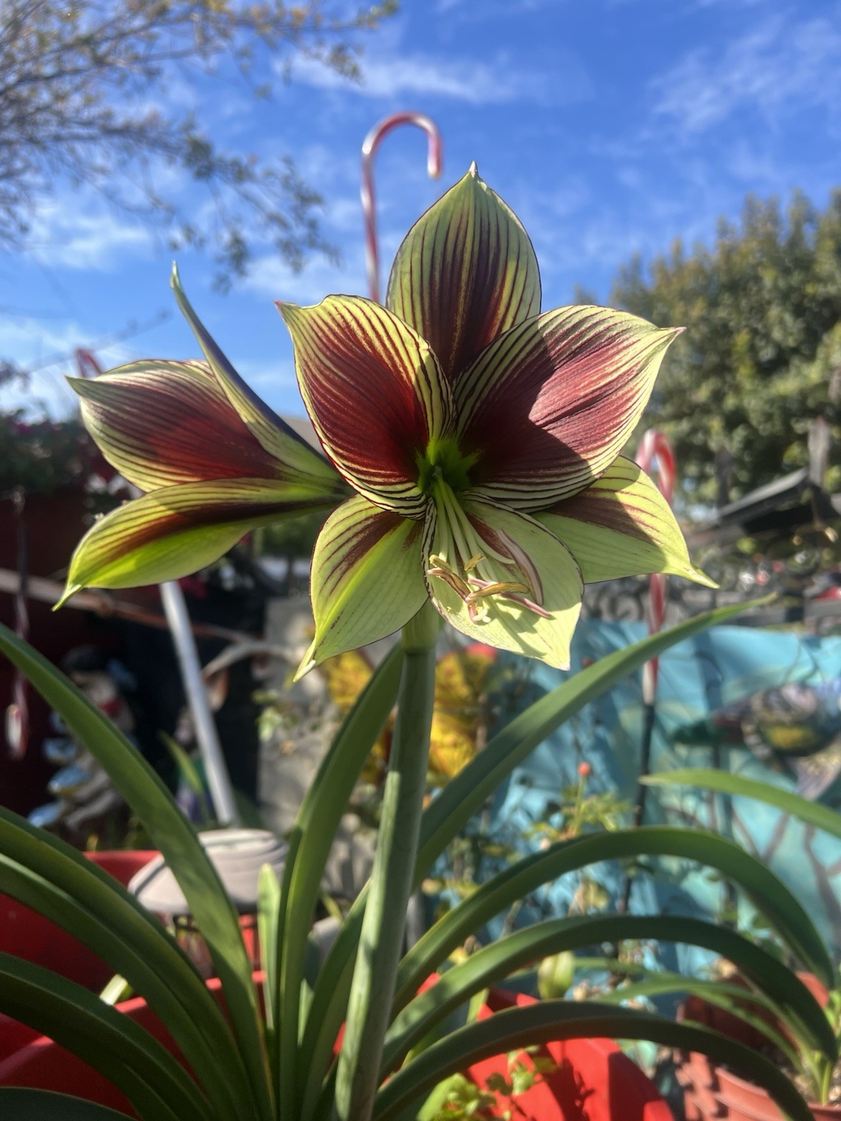 Amaryllis Hippeastrum Bulb Flowering Perennial Indoor/Outdoor Winter Interest