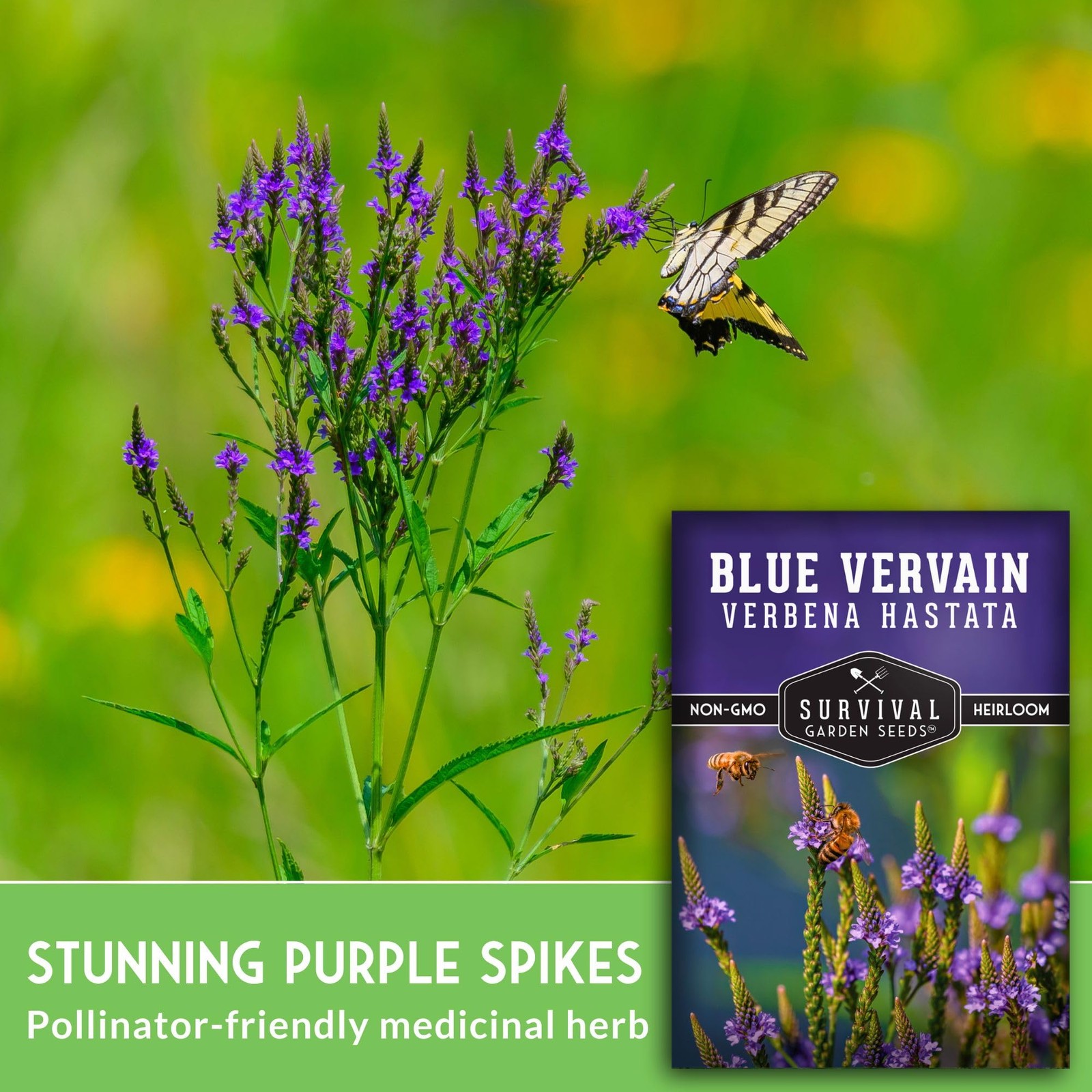 Blue Vervain Seeds for Planting (Verbena Hastata) | North Native Wetland Wild…