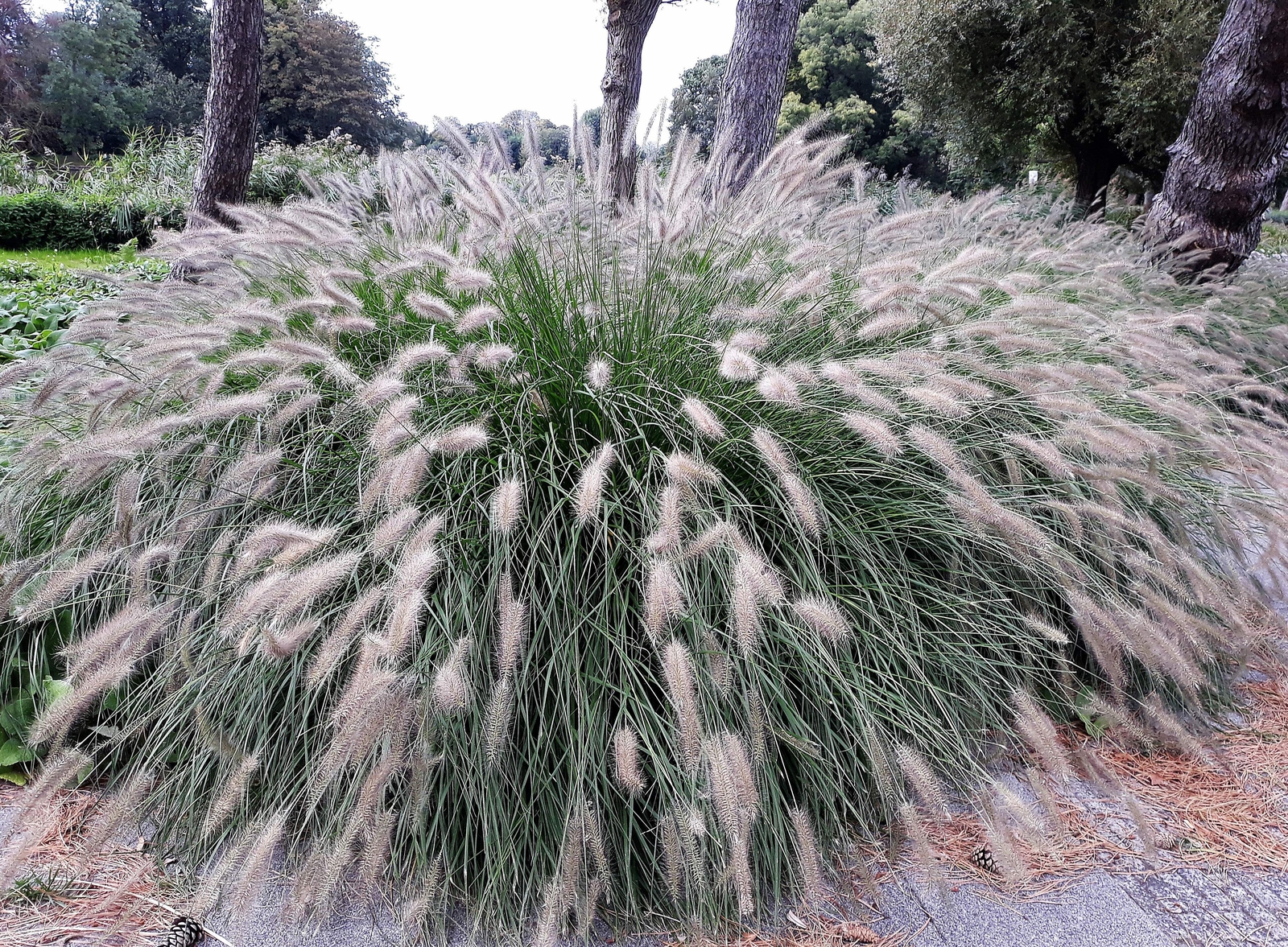 25 DWARF FOUNTAIN GRASS Pennisetum Alopecuroides Hardy White Plume Seeds