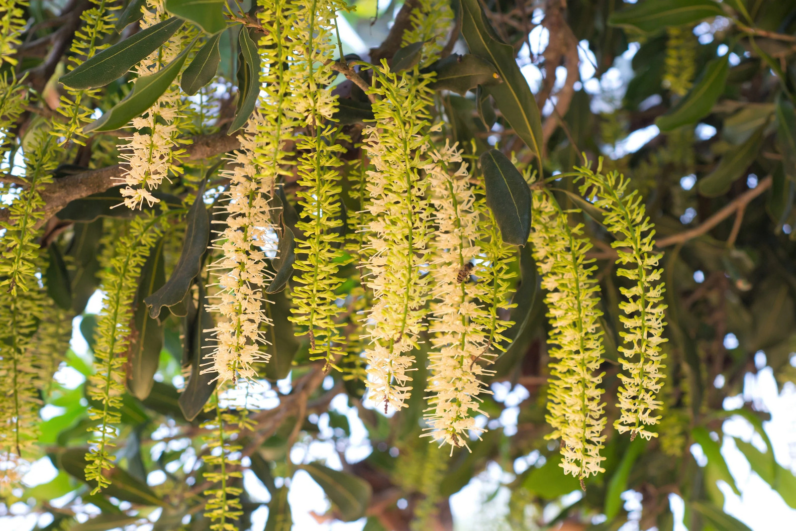 5 MACADAMIA NUT Tree Macadamia Integrifolia Nut Fruit White Pink Flower Seeds