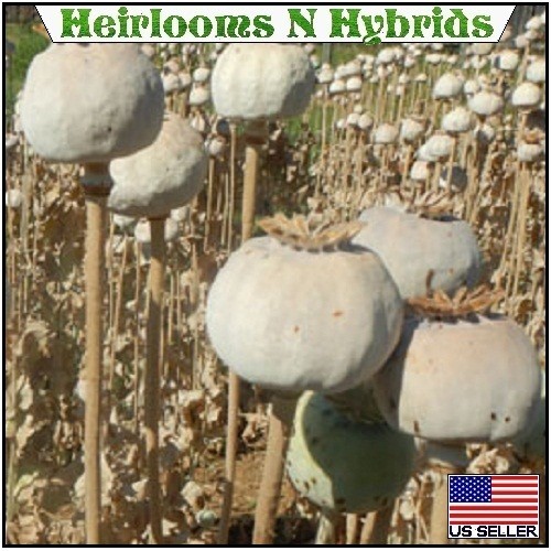 20,000 Stratified Heirloom Hungarian P Somniferum Poppy Seeds For Planting 20267