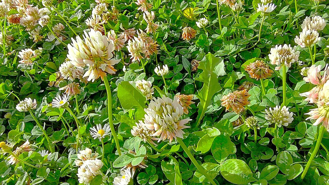 Dutch White Clover Seeds – For 2025 Planting Lush Lawn Cover Landscape Clovers