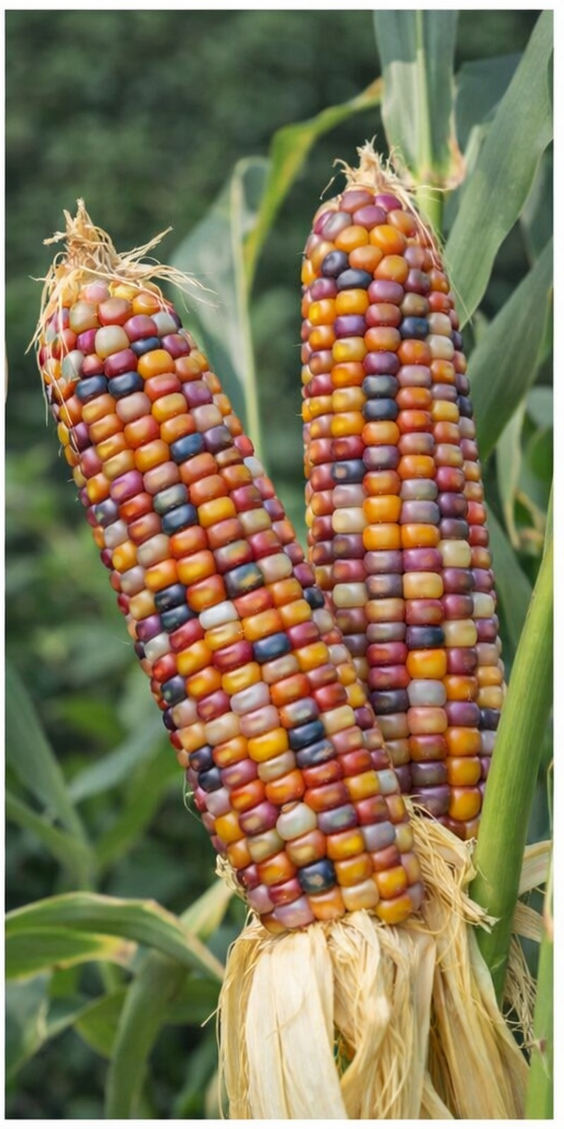 25+ Organic Glass Gem Indian Corn Seeds For Planting Beautiful And Vibrant!