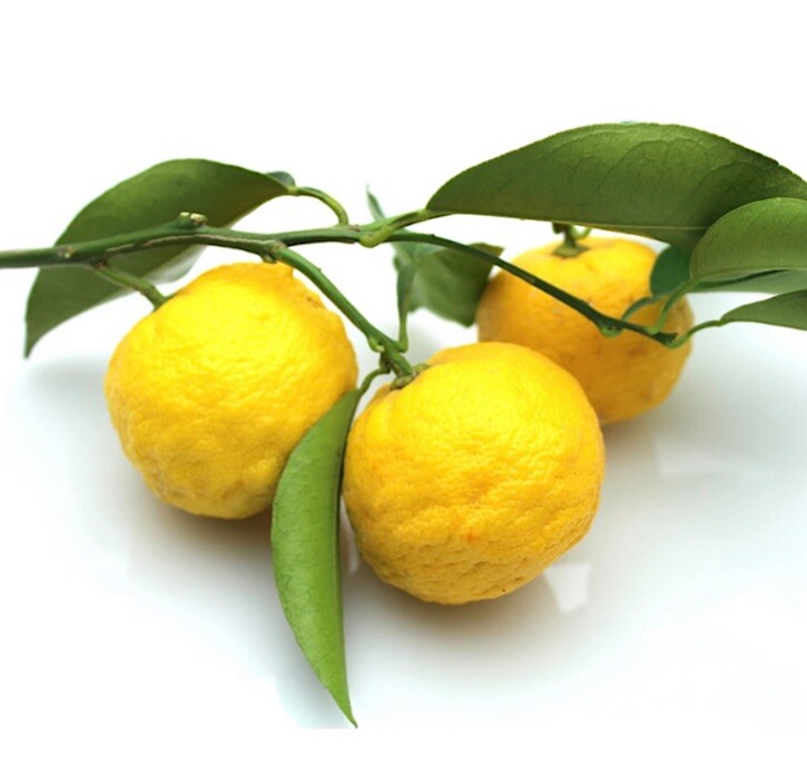 California only! Yuzu bush (12-18″ tall), rooted, No ship Az, Tx, Fl, La, Ak