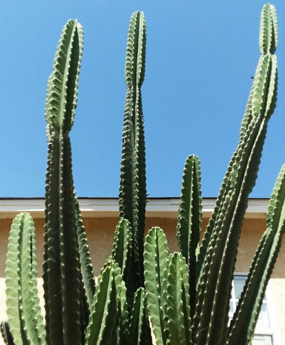 Live Cactus Cuttings – Cereus Repandus Apple Cactus (6 inches)