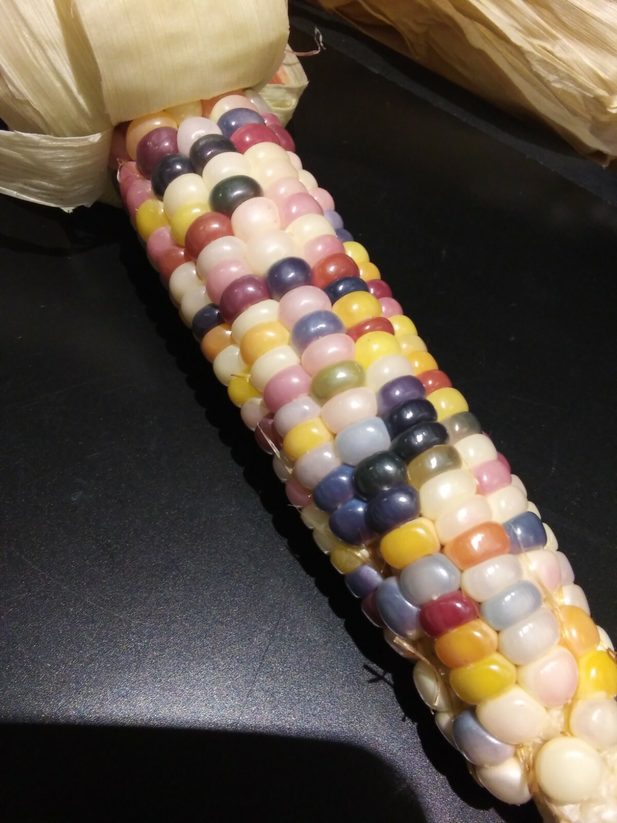100 GLASS GEM INDIAN CORN SEEDS 2021 HARVEST
