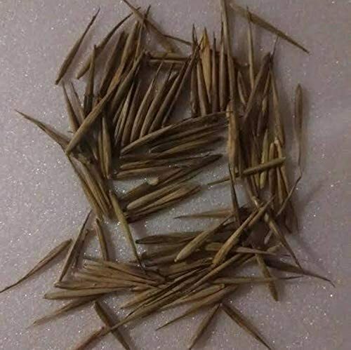 100 Rare Black Bamboo Seeds to Grow Black Bamboo