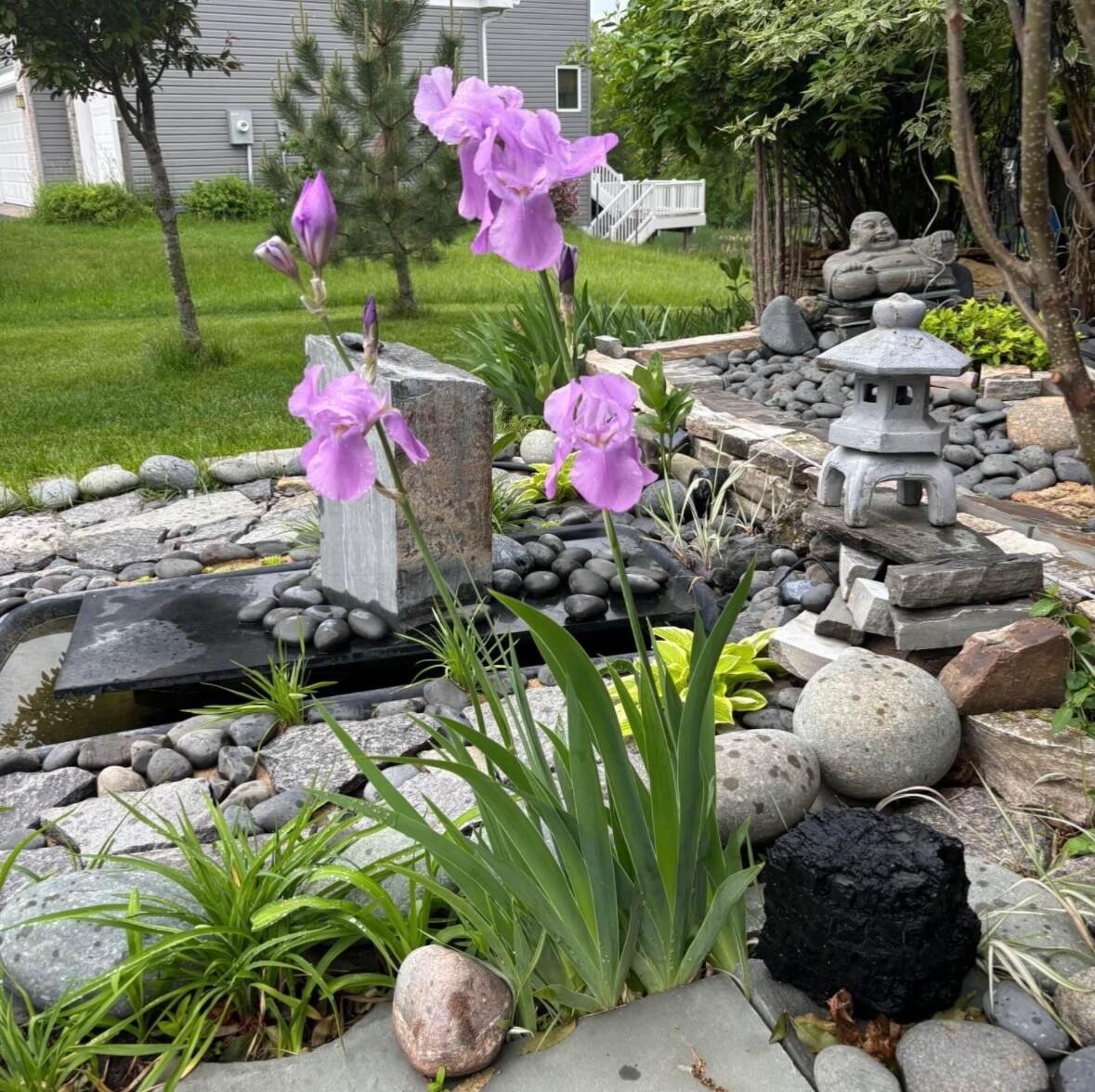 Bearded light Purple Iris Plant- Reblooming Lilac Blue Flower Perennial 6 roots
